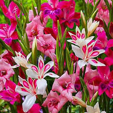 Image result for Gladiolus hollandii