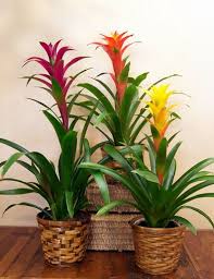 Many tropical plants that grace southern gardens do well indoors as house plants. Tropical Blooming Bromeliad Plant Indoor Flowering Plants Tropical House Plants House Plants