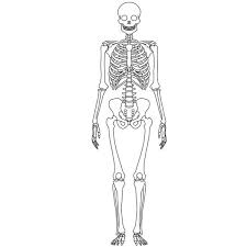 Simple Skeleton Diagram To Label New Imagequiz Outline Drawing Tool Human Skeletal System Wristband Template Human Skeleton Anatomy