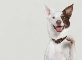 Look for an email confirmation, don't forget to save the date. Pet Services Petsmart
