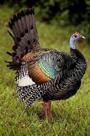 Big Birds That Look Like Turkeys Ocellated Turkey Guatemala Gail Melville Shumway Photography Guatemala Photography Acceda A Nuestro Blog Encuentr Pet Birds Animals Beautiful Animals Wild