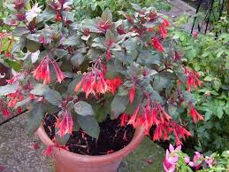 Fuschia Thalia Grows On You Plants Landscaping Plants Asian Garden
