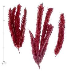 Image result for Dactyloctenium aegyptium