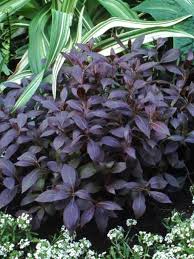 Florida gardeners should look for. Weigela Midnight Wine Bluestone Perennials