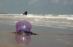 Live caravela portuguesa on the beach. Caravela Portuguesa Vida Em Destaque Fciencias