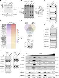 This file is safe, uploaded from secure source and passed avg virus scan! The Alazami Syndrome Associated Protein Larp7 Guides U6 Small Nuclear Rna Modification And Contributes To Splicing Robustness Sciencedirect