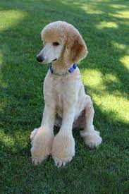40 Poodle Haircuts You Ll Definitely Love Hairstylecamp Poodle Puppy Poodle Dog Poodle Grooming