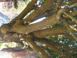 Image result for Triraphis schinzii