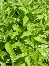 Image result for Mentha longifolia