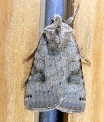 Image result for Ateleia herbert-smithii