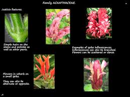 Image result for Justicia obtusicapsula