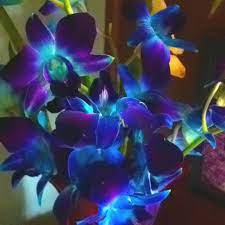 Blue Orchids Fyi Kroger For 4 99 Blue Orchids Orchids Fyi