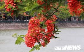 Khách sạn có 114 phòng nghỉ khép kín được trang bị đầy đủ tiện nghi: áº£nh Thiáº¿u Ná»¯ Ha Thanh Táº¡o Dang Ben Hoa PhÆ°á»£ng Ä'á» Háº£i Phong