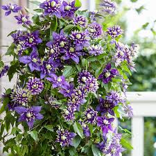 Does well in full sun to partial shade. Taiga Clematis Large Flowered Clematis Spring Hill