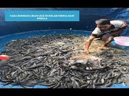 Cara Budidaya Ikan Lele Di Kolam Terpal Bagi Pemula Youtube