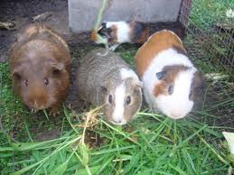 But i bet you already know this. Christmas Guinea Pig Coloring Pages Coloring And Drawing