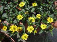 Image result for foto Vitálka