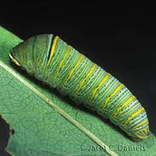 Check spelling or type a new query. Zebra Swallowtail Florida S Wildflowers Butterflies
