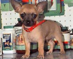 Check spelling or type a new query. 26 Short Hair Chihuahua Ideas Chihuahua Chihuahua Dogs Chihuahua Puppies