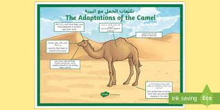 They are well adapted for survival in the desert. Camel Adaptations A4 Display Poster Arabic English