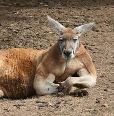 16 Super Jacked Kangaroos You Wouldn T Want As A Personal Trainer Male Kangaroo Meanwhile In Australia Kangaroo