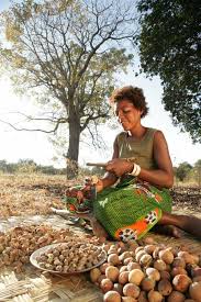 Image result for Schinziophyton rautanenii