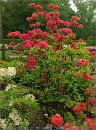 Rhododendron Homebush Azalia Wielkokwiatowa Rhododendron Outdoor Gardens Plants