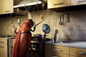 Edit this company bambanani pest control (e c) (pty) ltd. Budget Pest Control Port Elizabeth Home Facebook