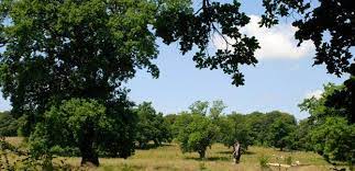 Rezervatia naturala are o suprafata de 70 ha, si reprezinta o zona de deal din etajul. Stejari Cu Varste De 800 De Ani La Breite In SighiÈ™oara