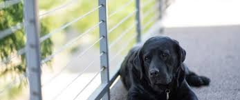 Which one you decide to use will come down to personal preference. 5 Proven Methods To Keep Dog Hair Off Your Carpet