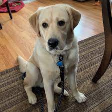 100% of proceeds to peak lab rescue. Adopt A Labrador Retriever Puppy Near New York Ny Get Your Pet