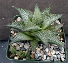 Image result for Scleria tessellata