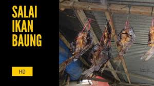 Check spelling or type a new query. Salai Ikan Baung Youtube