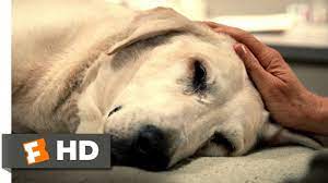 It became a popular breed in england in the 1800 year, when queen victoria adopted one. Marley Me 5 5 Movie Clip You Re A Great Dog Marley 2008 Hd Youtube