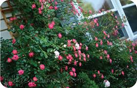 Here is a list of all camellia varieties we offer for sale and ship for free from wilson bros gardens. Growing A Flower Carpet Rose As A Climber