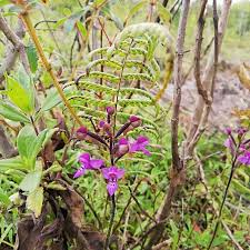 Image result for Cynorkis kassneriana