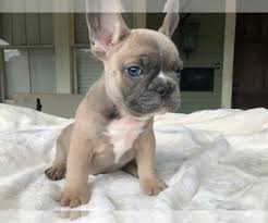 Characteristics, history, care tips, and helpful information coat and color: View Ad French Bulldog Puppy For Sale Near Louisiana Gretna Usa Adn 149153