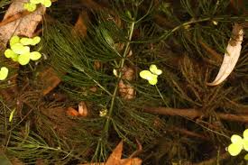 Image result for Ceratophyllaceae