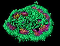 Nucleolus structure cell organelles membrane bound organelles animal cell ribosomes function. New Function For The Nucleolus