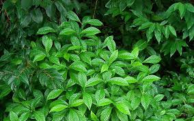 Image result for Psychotria vogeliana