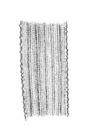 Ex janchen poaceae (grass family). Eragrostis Cilianensis Stinking Lovegrass Go Botany