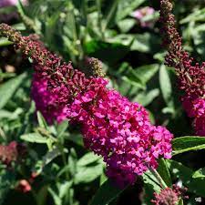 Butterfly Bush Miss Molly Green Acres Nursery Supply Butterfly Bush Pictures Of Spring Flowers Early Spring Flowers