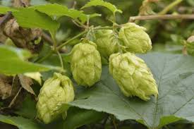 Image result for Cannabaceae