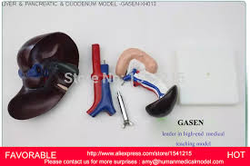 Check spelling or type a new query. Hati Model Model Anatomi Manusia Ilmu Kedokteran Hati Dan Pankreas Model Struktural Dari Hati Limpa Darah Gasen Xh013 Human Liver Liver Modelmedical Science Aliexpress
