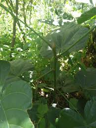 Image result for Pterygota mildbraedii