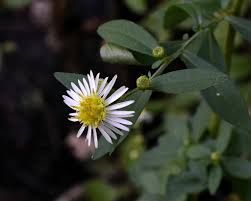 The hypearls series prefer sun to part sun and can. Symphyotrichum Ontarionis Wikipedia