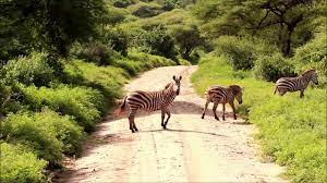 Kubwa Five Safaris - Kampala - Safarigo