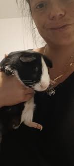 Free bonded guinea pigs in New Port Richey with enclosure