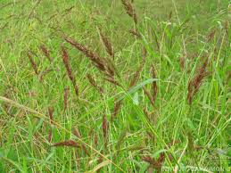 Image result for Echinochloa crus-pavonis