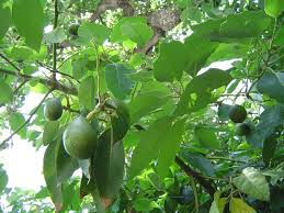 Growing Avocados Sustainable Gardening Australia
